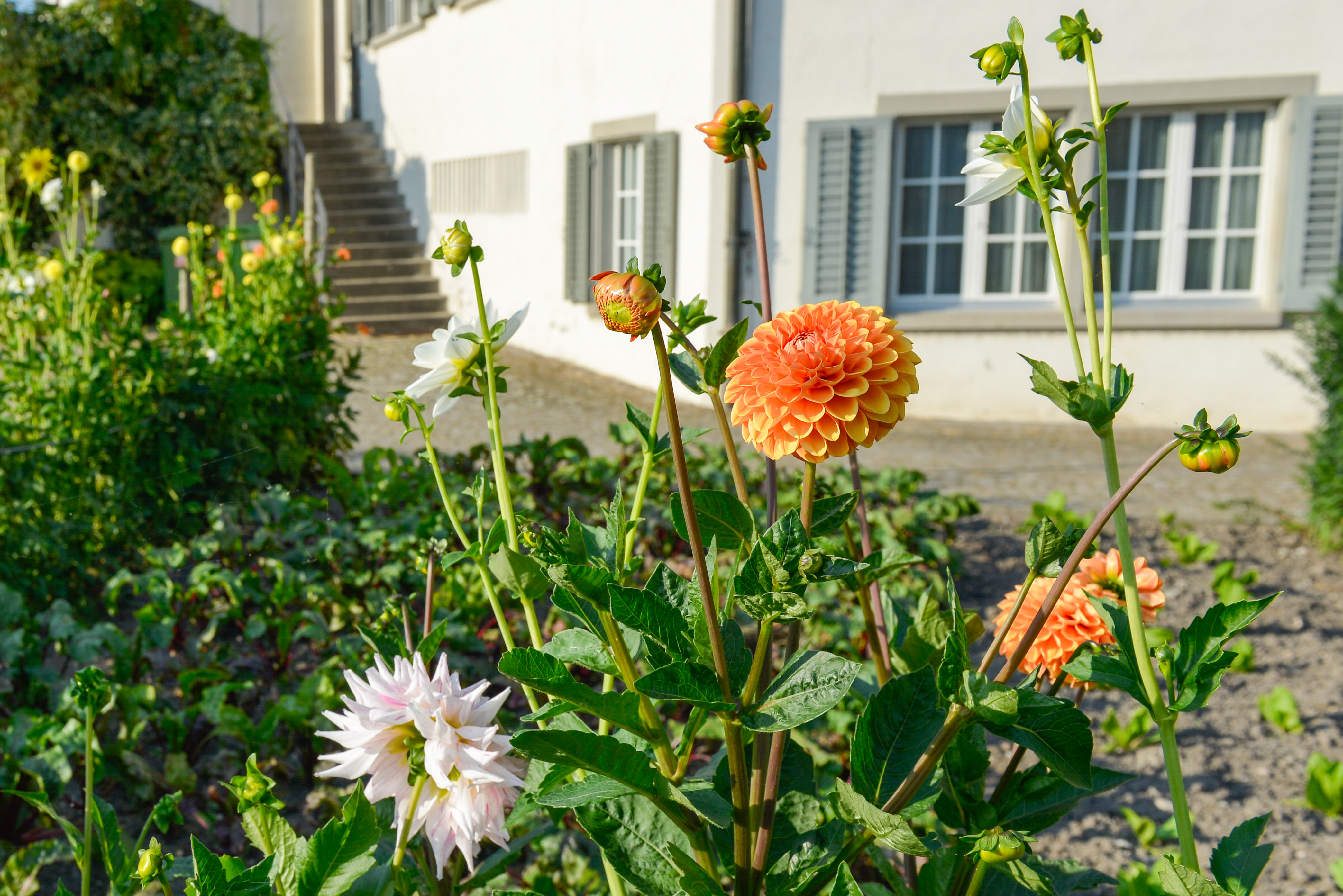 es blüht im Klostergarten